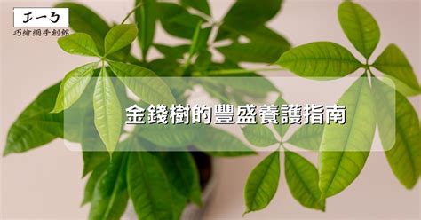 金錢樹花苞|金錢樹的豐盛養護指南：吸引財富與繁榮 